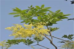 Spondias indica